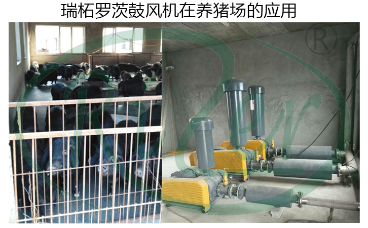 瑞柘羅茨鼓風機在養(yǎng)殖業(yè)的應(yīng)用案例