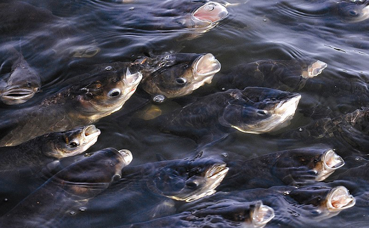 魚塘缺氧 魚塘缺氧